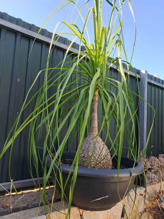 Beaucarneas recurvatas, patas de elefante