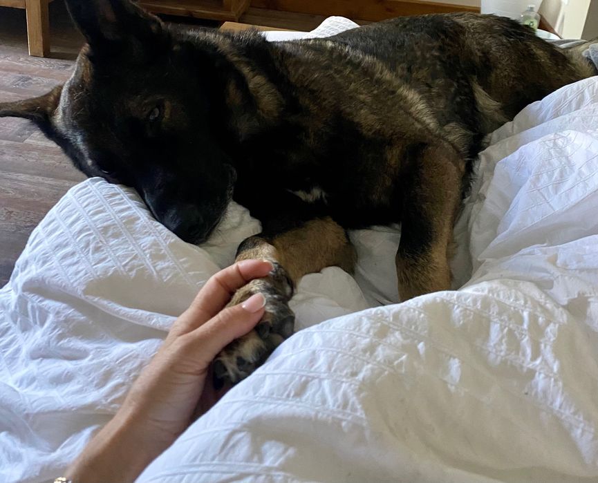 Chilla owczarka niemiecka szuka domu