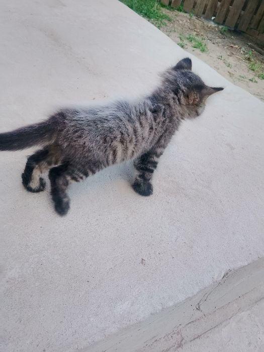 Кошеня хлопчик безкоштовно