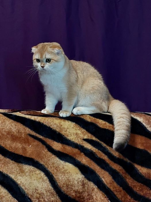 Золотой шиншилла котик