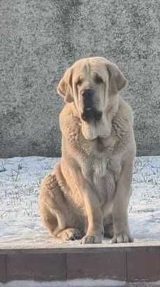 Іспанський мастиф шукає пару