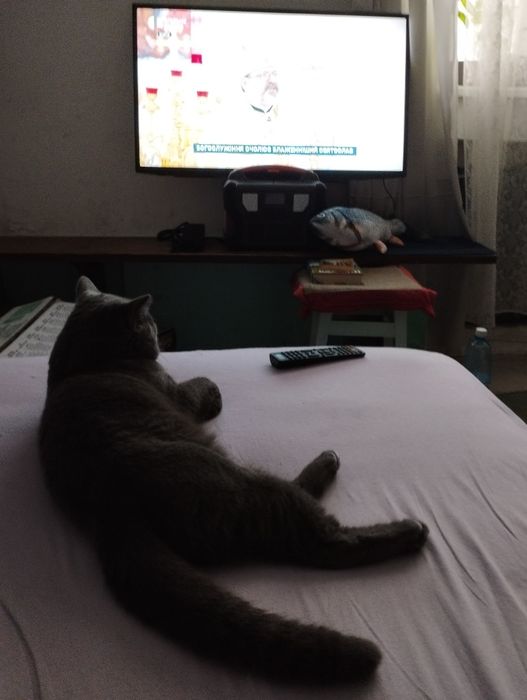 В'язка кіт британський короткошерстий прямовухий