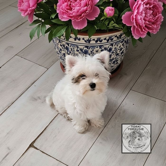 Sunia Yorkshire Terrier. Badania DNA.