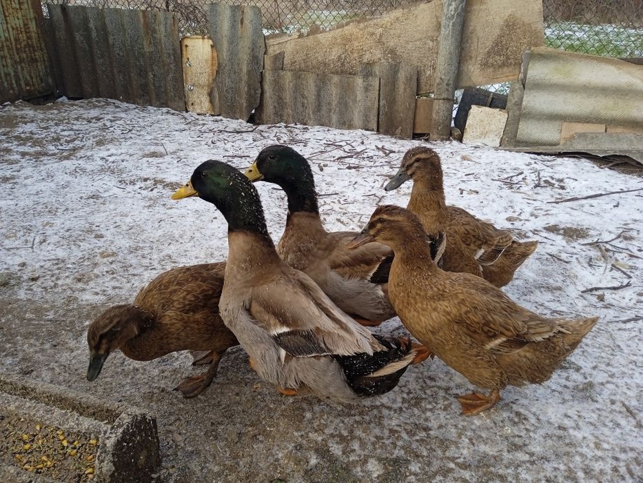 Продам. Инкубацыонные яйца уток Хаки- Кемпбелл