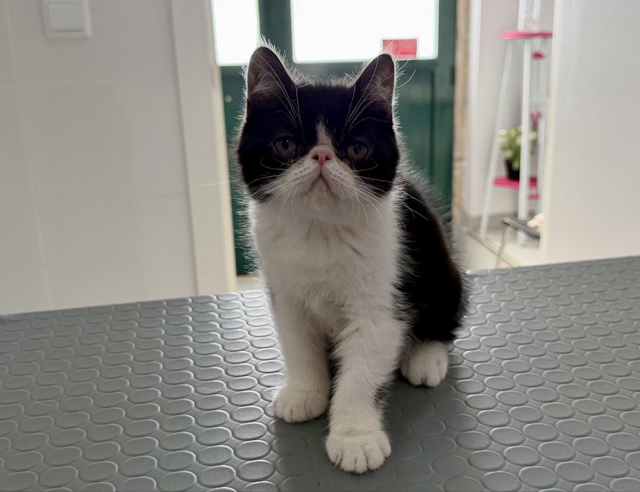 Gatinho Persa Exótico Premium ! Excelente Linhagem!
