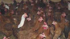 Kurki kurczaki kury nioski młode z odchowalni drobiu.DOWÓZ GRATIS