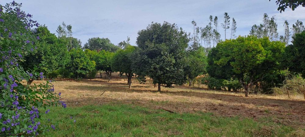 Quinta com 10 hectares, Cernache do Bonjardim, no Centro de Portugal.