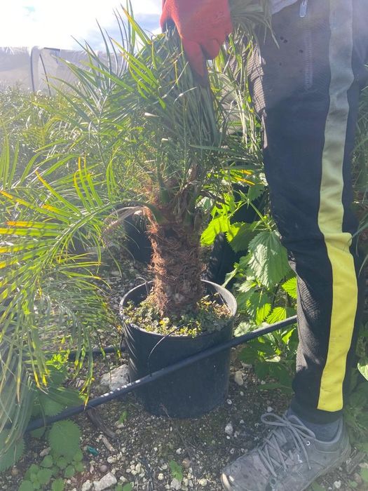 Palmeiras Raras / exóticas