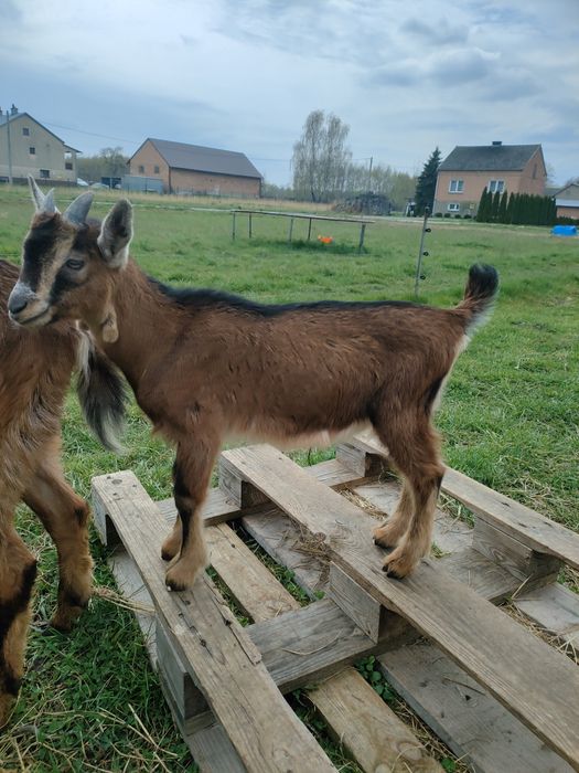 KOZIOŁKI ALPEJSKIE koza koziołek młode ALP kozioł kozły