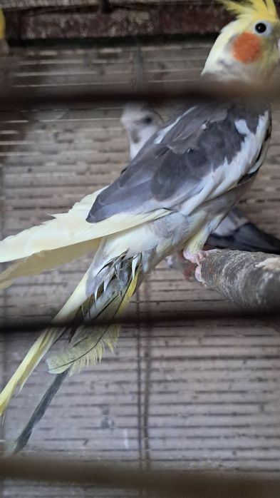 Caturras   forpus  periquitos australianos