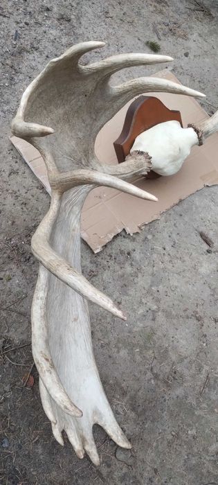 Potężne ROSOCHY Łosia poroże rogi trofeum