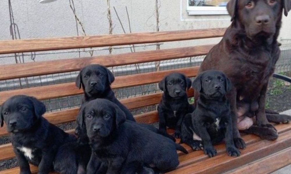 Белая Мишка и Черный Лабрадоры щенки на подарок взрослым и детям