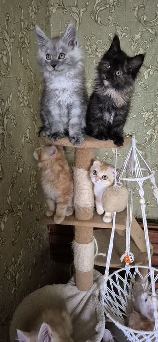 Истинные Мейн куни