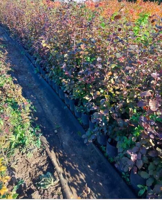 Buk purpurowy C3 80 cm 110 cm.