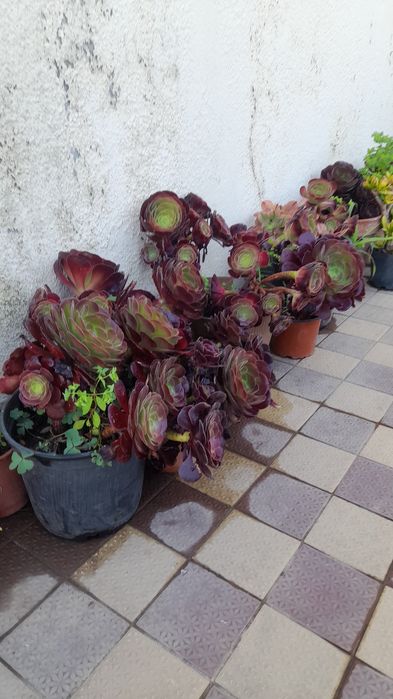 Suculenta verde na sombra e avermelhado ao sol