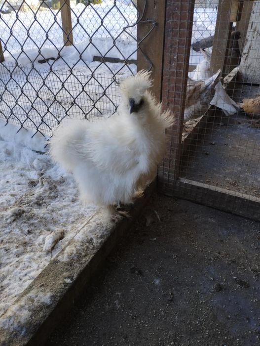 Pary silek satynowych i jedwabistych