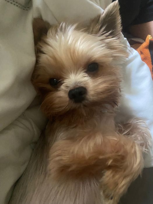 Вязка. Йорк мини