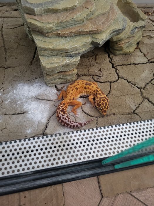 Terrarium z gekonem tygrysim