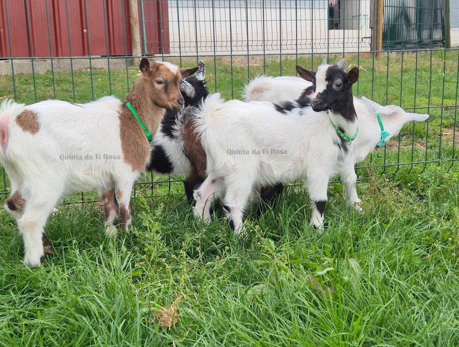 Cabras Anãs e Cabrinhas Micro Anãs