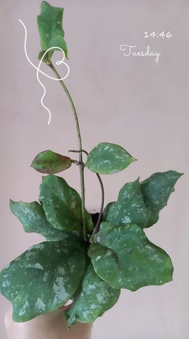 Hoya  Mitrata perfect splash