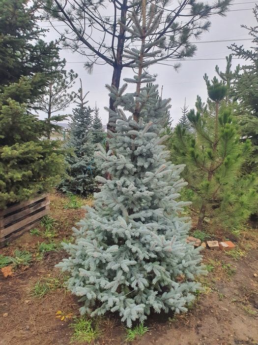 Ель голубая хупси глаука кейбаб и другие