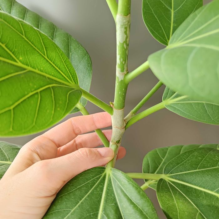 Фикус Бенгальский Одри Фікус Бенгальський 100 см