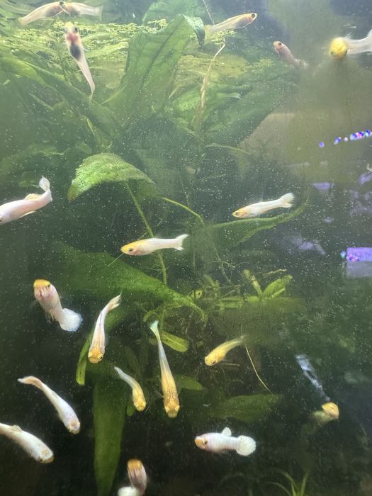 Guppies Snow White
