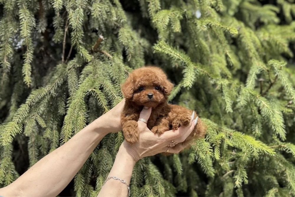 Девочка той пудель ред  браун Китай тедди