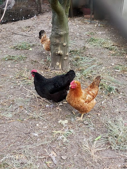 Ovos galados várias raças  galinhas  criadas ao ar livre 1 € a unidade