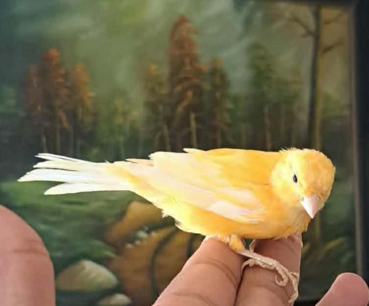 Kanarek  pomarańczowy