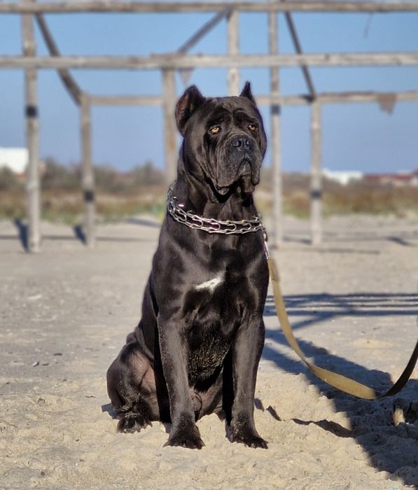 Кане корсо кобель