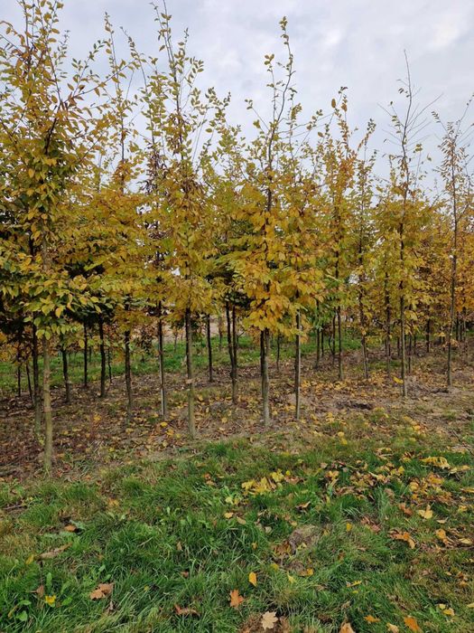 Grab - drzewa alejowe, Jesion Wyniosły