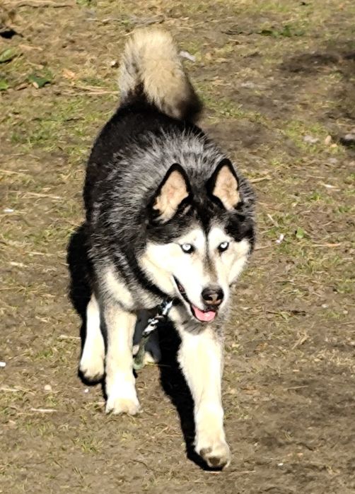 Piękny pies do adopcji