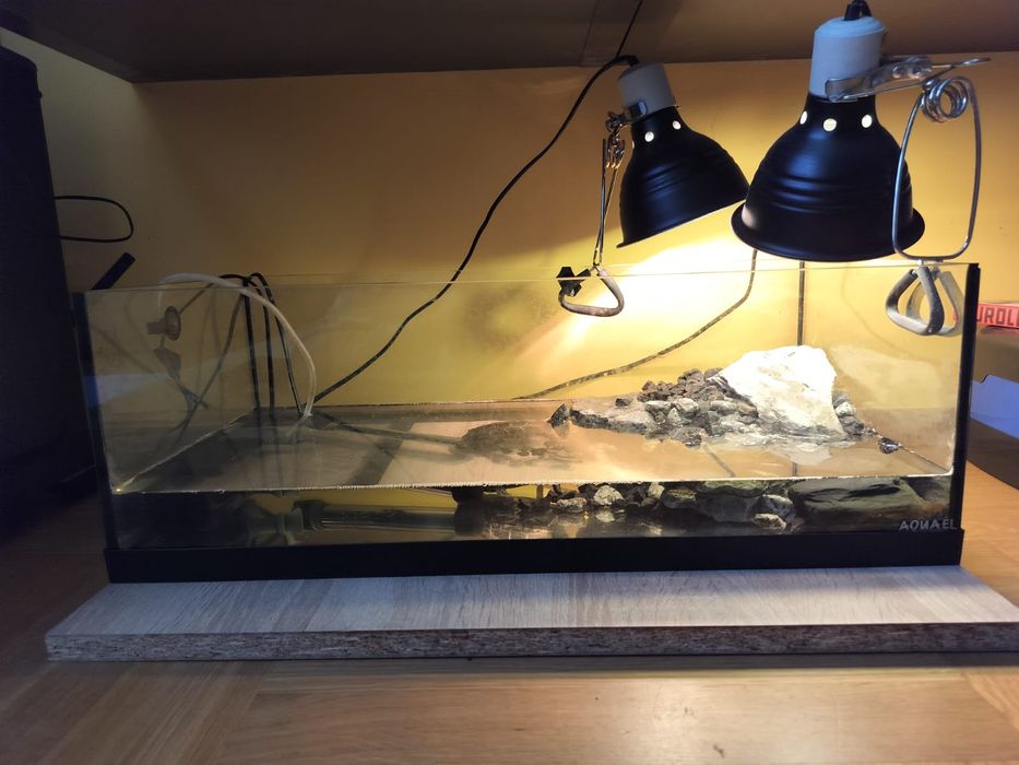 Żółw wodno - lądowy.