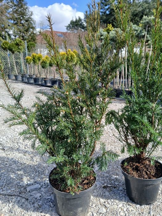 Cis Cisy Groenland wys 70-80 cm cena 45 zł Promocja