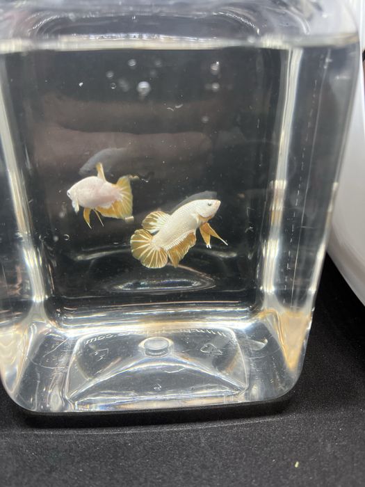 Macho betta splendens