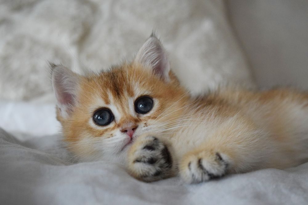 Британська Золота Шиншила. Хлопчик. Котик