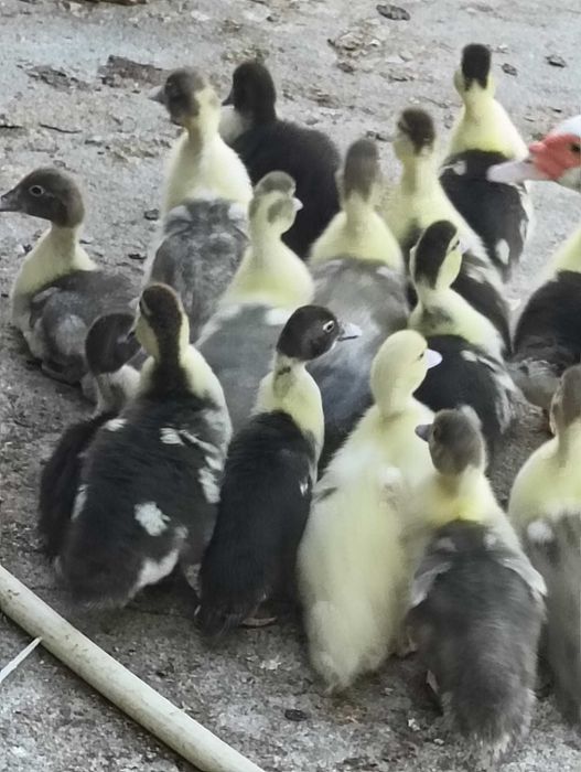 Patinhos mudos com 1 mês