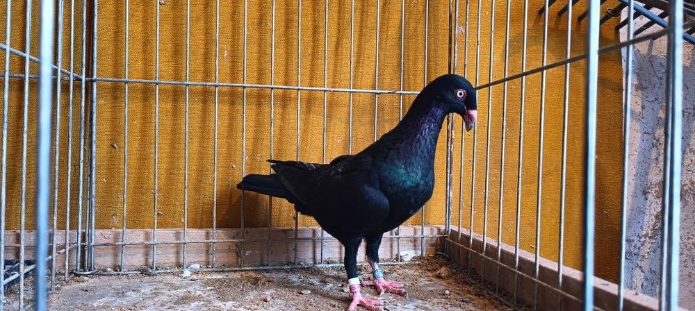 Gołębie z lotu. Duński lotny Samica