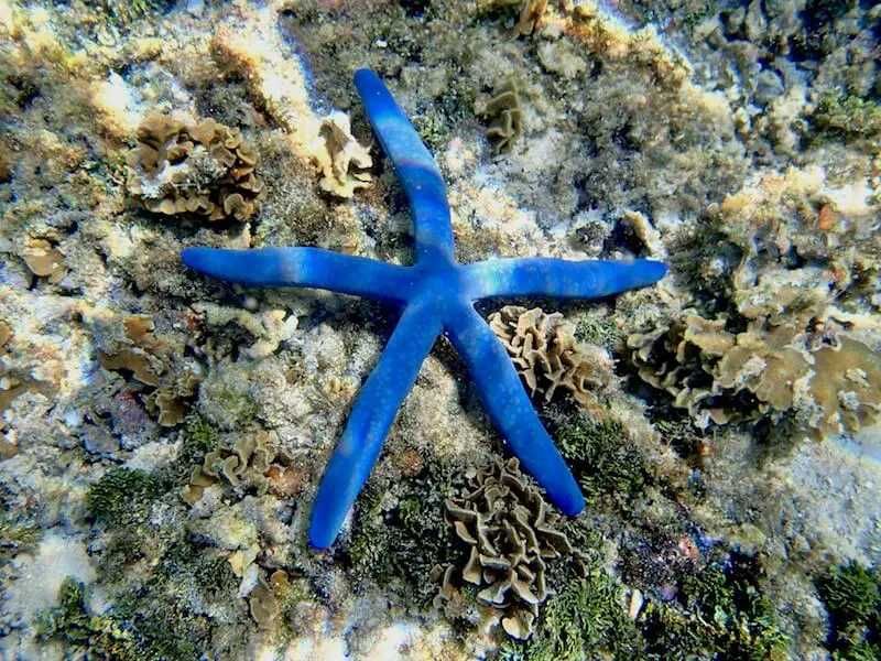 Linckia laevigata Blue – niebieska rozgwiazda rafowa do akwarium morskiego bezkręgowiec morski Kingdom of Corals