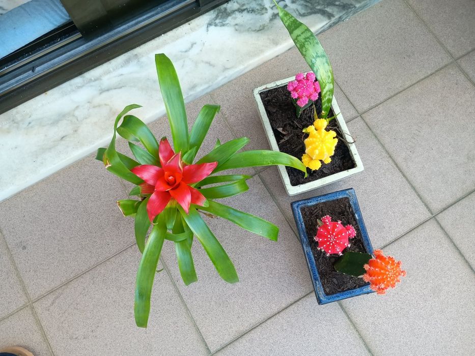 Flores - Bromelia e Catos - Gymnocalycium Mihanovichii var. Friedric