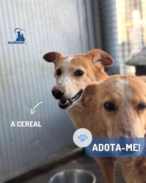 Cereal - cadela porte medio