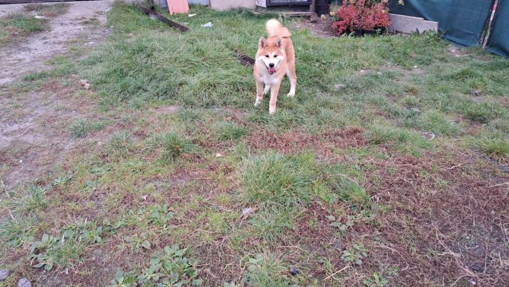 Akita inu sprzedam piesek