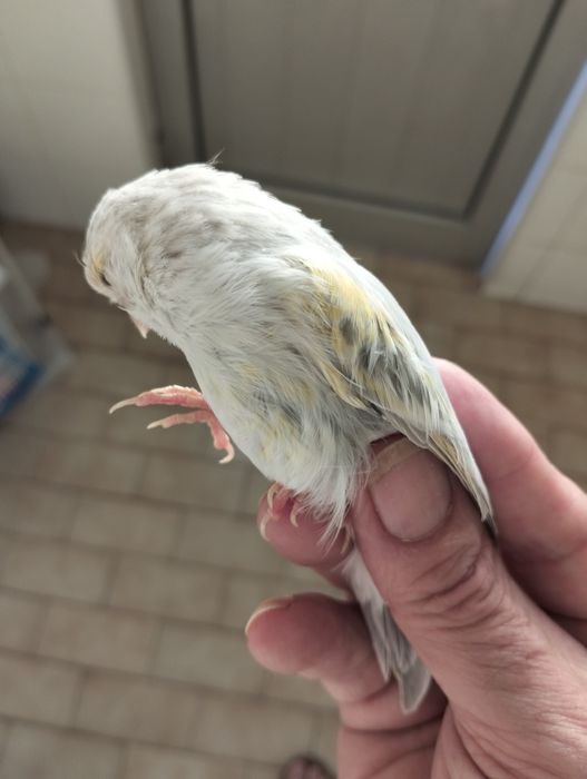 Canários amarelos, vermelhos e agatas
