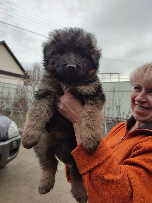Продам щенят німецької вівчарки