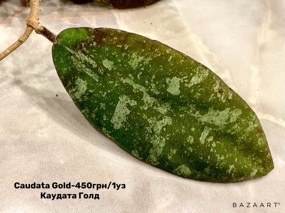 Хойя выбор свежий срез