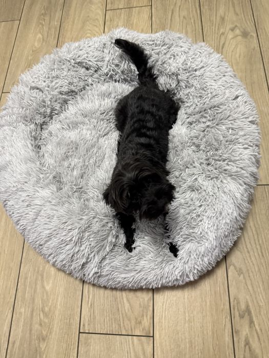 Sprzedam swietne legowisko XL