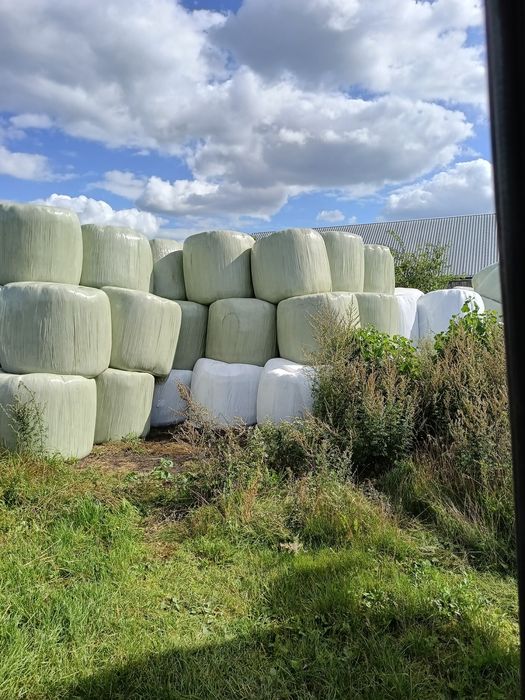 Baloty z żyta pocięte nożami.