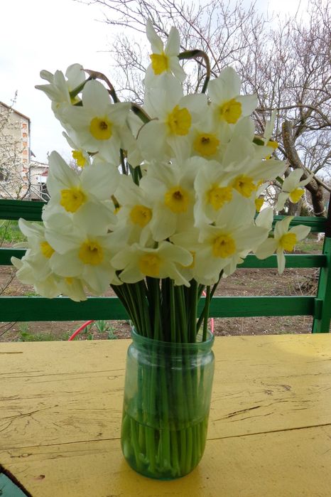 белые нарциссы луковицы