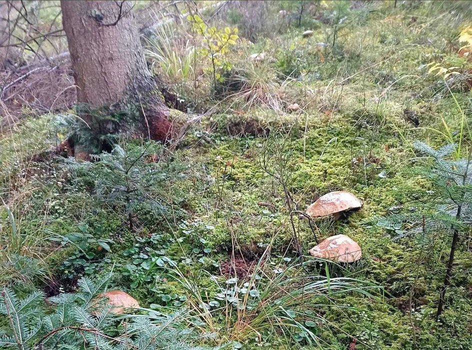 Продаж унікальної ділянка з видом на Гірськолижний курорт "GORO"